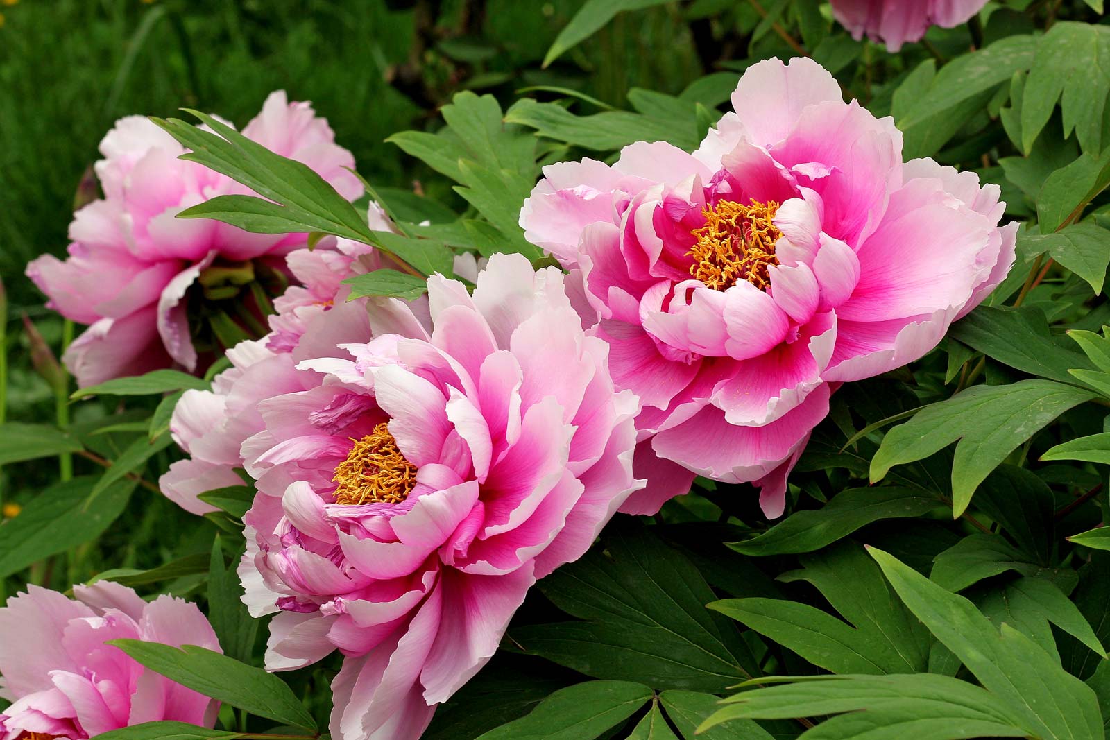 peonies flowers