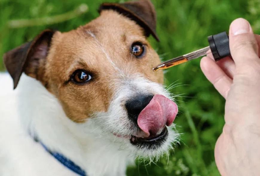 buy cbd oil for dogs online